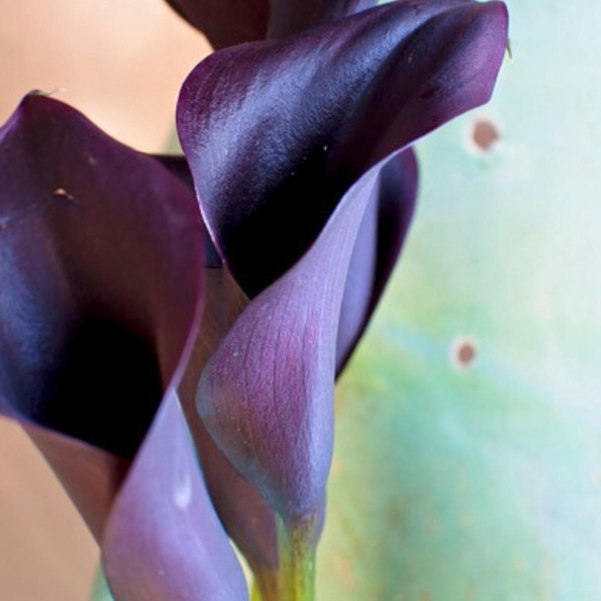 Lily Santander - Oriental Cut 14/16 | Leo Berbee Bulb Company